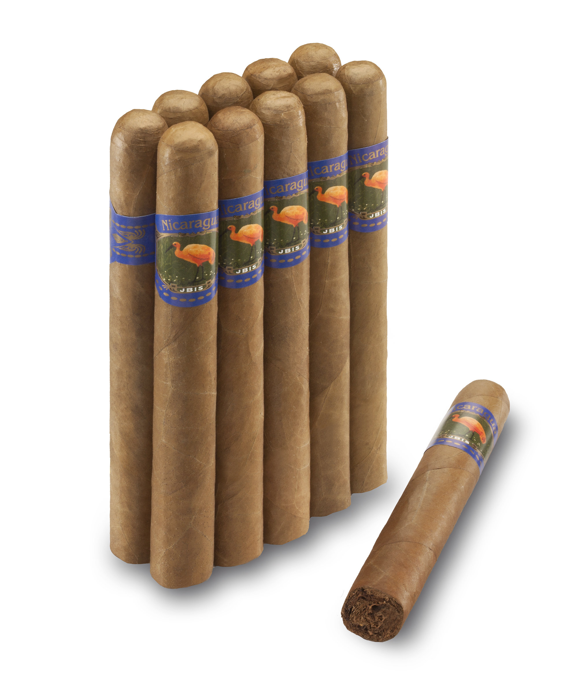 Ibis Nicaragua Toro
